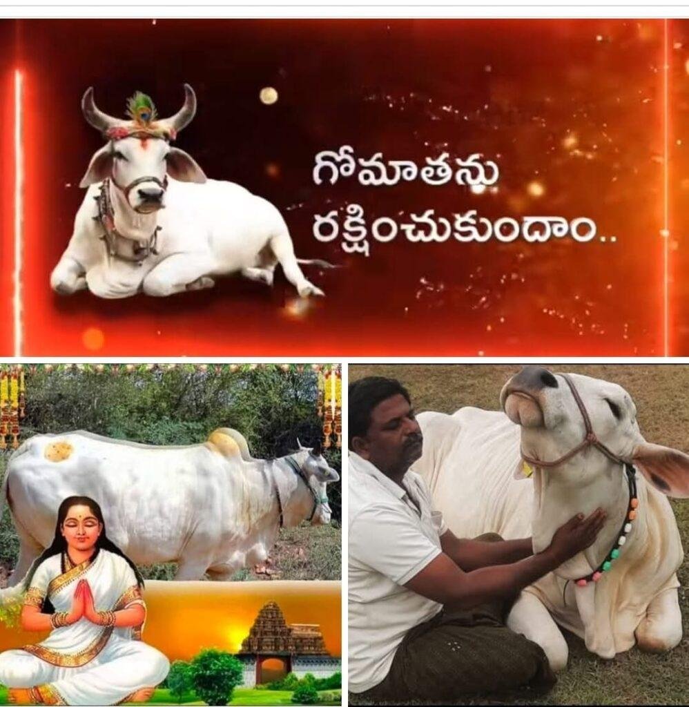 గోమాత ప్రేమికులకు పాదాభివందనాలు